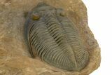 Stunning Zlichovaspis Trilobite - Orange Eye Preservation #334925-5